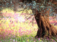 Free Spring Flower Screensaver screenshot